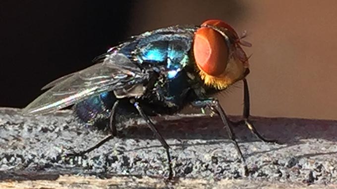 screwworm sideview new world screwworm fly