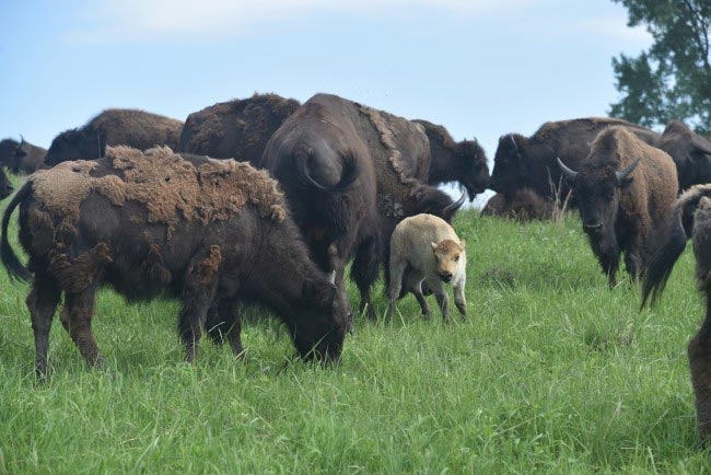 usfws white bison calf heard medium