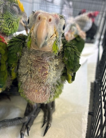 DOJ birds