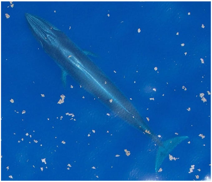 Rices whale in the Gulf of Mexico Credit NOAA