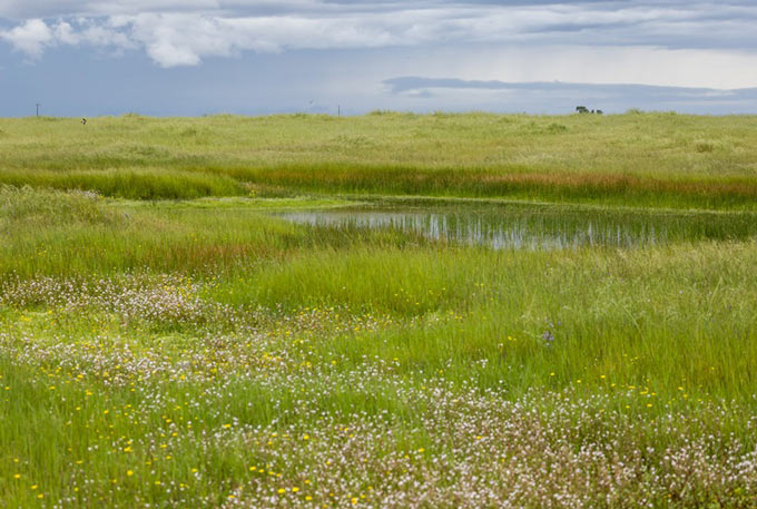 cadwr503 2026 04 10 XM 0585 Vernal Pools Mather