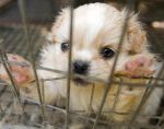 Humane World for Animals 'Horrible Hundred' Report Reveals Dogs Languishing in Filthy Conditions; DIY-Veterinary Procedures and Preventable Deaths at Puppy Breeding Facilities