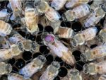 UC Davis Research Finds Honeybee Queens Push Pesticides to Eggs to Protect Themselves Over Their Offspring. The Findings Offer a Glimpse Into a Way That Pesticides May Build Up in a Colony.