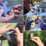 Yosemite National Park Bird Banding Project Helps Monitor Avian Productivity, Survivorship, and Conservation
