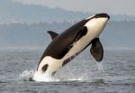 California Department of Fish and Wildlife Seeks Data and Public Comments on a Petition to List the Southern Resident Killer Whale Under the California Endangered Species Act