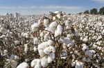 American Farm Bureau Federation: Mandatory Base Acre Update Would Hurt Farmers, Says, Mandatory Base Acre Update Would Reduce Projected Commodity Program Benefits By $2.24 Billion Annually