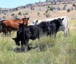 Center for Biological Diversity Lawsuit Filed to Protect Endangered Wildlife From Trump’s Expanded Grazing Plan