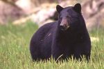 Humane World for Animals: What America’s Wildlife Has Taught Us As The National Park Service Marks 110 Years