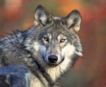 California Wolf Reports Show Continued Livestock Losses, More Packs