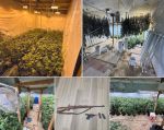 Kern County Deputies Arrest 3 Suspects in Large Marijuana Cultivation Operation in Taft