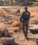 Tuolumne County Animal Control Rescues Buck Entangled in Soccer Net at Summerville High School (Video)