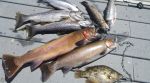 California Department of Fish and Wildlife (CDFW) Announces Conditions are Perfect for the Annual Trout Season Opener on Saturday, April 27, 2024
