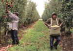 California Governor Gavin Newsom Signs State Senator Jerry McNerney’s Bill to Protect Farmworkers from Wage Theft - California Relies on Nearly 800,000 Migrant and Seasonal Farmworkers Who Cultivate Over 400 Agricultural Commodities Across the State