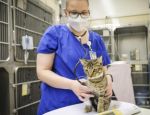 UC Davis: What Cats May Teach Us About Long COVID - New Cell Therapy Boosts Immune Recovery in Cats With Severe Coronavirus