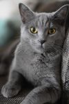 California State Senator Dave Cortese’s Bill to Expand Animal Health Services Signed by Governor Newsom, Allows Animal Shelters to Serve More Animals and Pet Owners More Efficiently