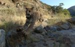 California Department of Fish and Wildlife in Partnership with the National Park Service Find Orphaned Mountain Lion Kitten Following Coordinated Monitoring Effort