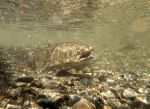 Chinook Fishing to Reopen on Klamath, Trinity and Sacramento Rivers After 3-Year Closure, California Department of Fish and Wildlife Reports