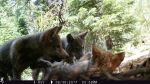 California’s 2025 Wolf Population Rises 10%, Successful Breeding Pairs Decline, Center for Biological Diversity Reports