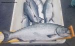 June 2026 California Department of Fish and Wildlife Calendar