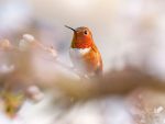 Female Birds Have Shorter Lifespans Than Male Birds, UCLA Researchers Find