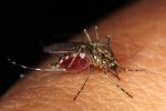 California Department of Public Health (CDPH) Reports West Nile Virus Activity at Five-Year High, Urges Residents to Take Steps to Protect Against Mosquito Bites