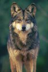 Trump Issues Executive Order in Effort to Strip Protections From Mexican Gray Wolves, Center for Biological Diversity Reports