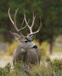 California Department of Fish and Wildlife Announces Deer Season Hits Full Stride as Hunters Prepare for Major September Openers