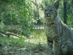 California Department of Fish and Wildlife Seeks Public Comment on Draft Bobcat Conservation Plan