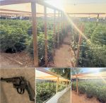Kern County Deputies Arrest Mexican National Suspect After 660 Marijuana Plants Found During Warrant Search in Taft