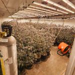 Merced County Sheriff's Office Announces the Confiscation of Over 1,400 Marijuana Plants in Turlock