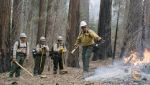 CAL FIRE Awards $5 Million to 8 Projects to Grow California’s Forestry Workforce and Expand Biomass Utilization (Video)