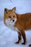 Center for Biological Diversity Reports Southern Cascades Sierra Nevada Red Fox, Three River Mollusks Move Toward Endangered Species Protection