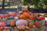 California Farm Bureau: Pumpkin Patches Fill Agritourism Niche