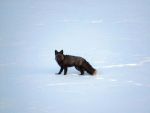 California Department of Fish and Wildlife (CDFW) Announces First Capture and GPS Collar of Sierra Nevada Red Fox in the Southern Sierra Nevada