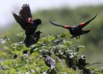 California Farm Bureau: Tricolored Blackbird Conservation Funding Threatened