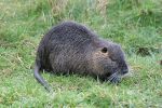 California Department of Fish and Wildlife (CDFW) Research Links California’s Nutria Invasion to Pacific Northwest Population