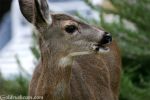 President Trump’s National Park Service Say it is Aligning Hunting Requirements with State Regulations and Removing Unnecessary Barriers