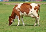 U.S. Department of Agriculture Updates New Guidance on H-2A Eligibility for Dairy Operations
