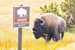 12-Year-Old Visitor To Yellowstone National Park Injured By Bison Encounter and Transported to Local Hospital
