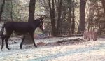 Coexisting With Mountain Lions (Pumas); UC Santa Cruz Research Reveals How Big Cats and Outdoor Recreation Can Safely Share Spaces