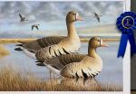 2026 California Duck Stamp Art Contest Winner Announced