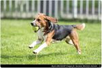 Humane World for Animals Announces FDA Takes Major Step Toward Ending Reliance On Animal Testing