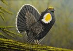 California Department of Fish and Wildlife Calling for Sooty Grouse Artwork in This Year’s Upland Game Bird Stamp Art Contest