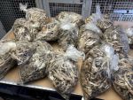 Grass Valley Registered Sex Offender Arrested During Illegal Cannabis Operation Drug Bust