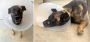 San Diego County Sheriff's K-9 Nike Injured in Stabbing During an Arrest in Escondido