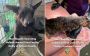 San Diego County DA Announces San Diego County Man Sentenced for Animal Cruelty and Neglect
