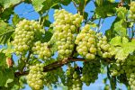 California Farm Bureau Reports Winegrape Haul Surges in Spite of Lagging Wine Sales