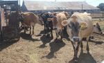 California Farm Bureau Reports Dairy Cow Testing Aimed at Slowing Bird Flu Outbreak