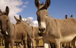Humane World for Animals Says President Trump’s Budget Puts Wild Horses and Burros On the Chopping Block, Paves Way for Mass Slaughter