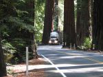 60,000 People Urge Governor Newsom to Protect Redwoods from Destructive Caltrans Project, Center for Biological Diversity Reports